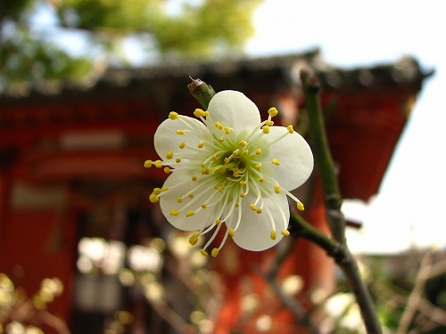 寶寿森稲荷神社12