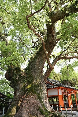 寶寿森稲荷神社16