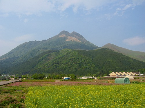 由布岳と菜の花