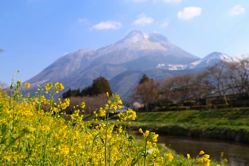 菜の花と由布岳