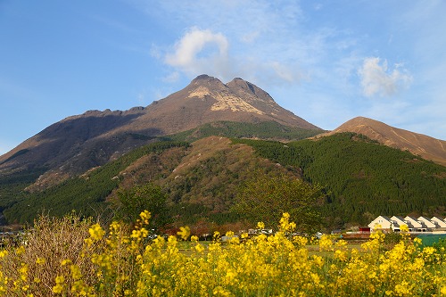 由布岳と菜の花