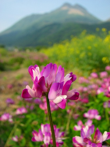 由布岳とレンゲ2