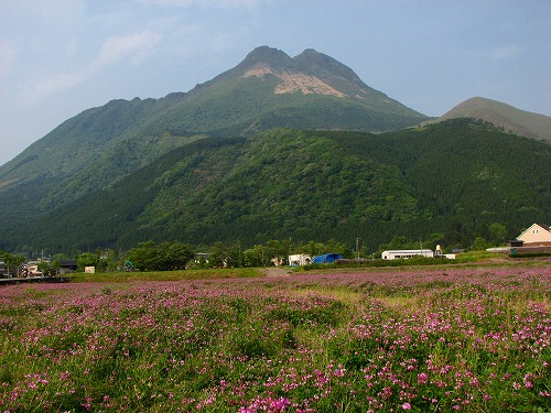 由布岳とレンゲ