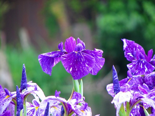 金鱗湖と花菖蒲7