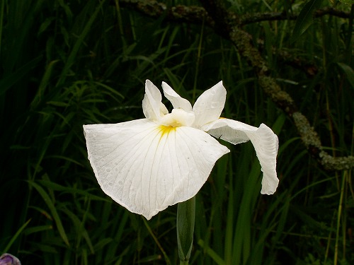 金鱗湖と花菖蒲4