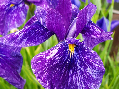 金鱗湖と花菖蒲2