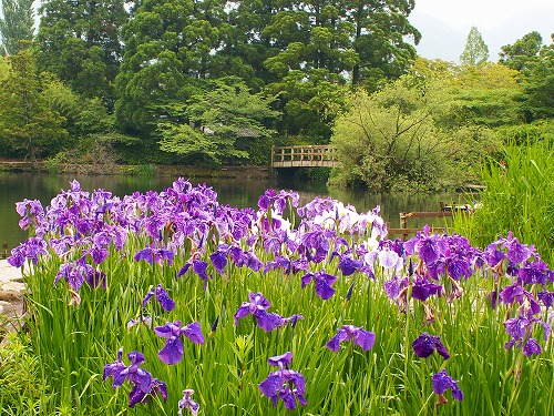 金鱗湖と花菖蒲5