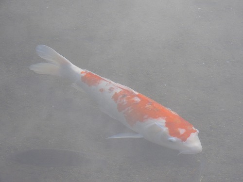 金鱗湖の魚1