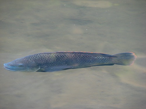 金鱗湖の魚2