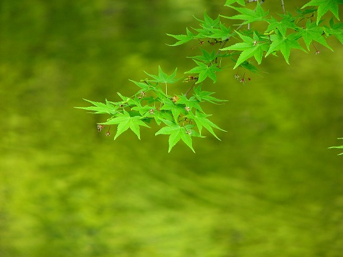 金鱗湖周辺5