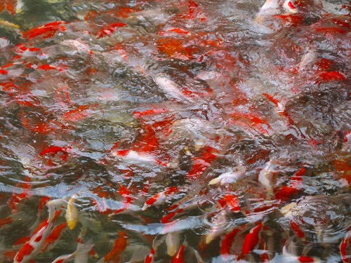 お魚広場5