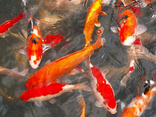 お魚広場6