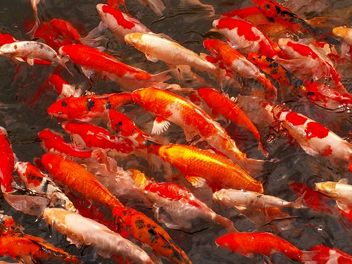 お魚広場4