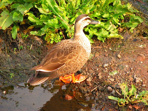野鳥8
