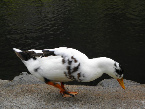 野鳥5
