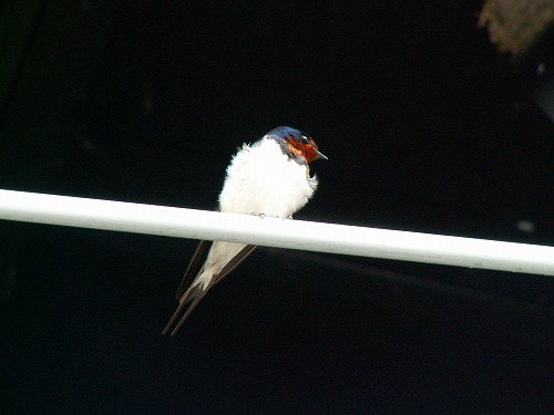 野鳥2