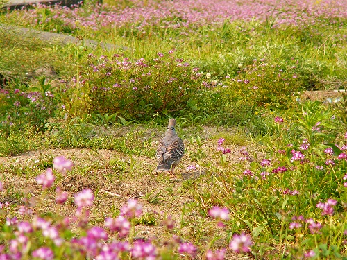 野鳥4