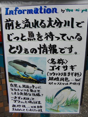 ゴイサギ5