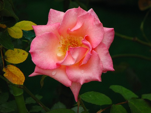 春の花2