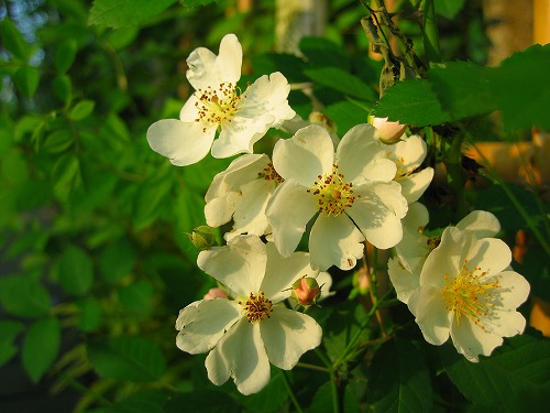 春の花17