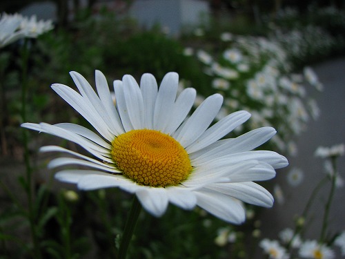 春の花8