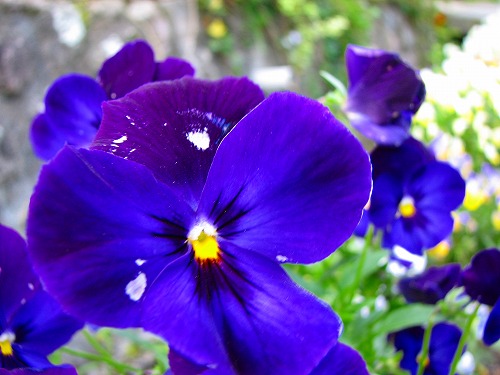 春の花5
