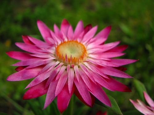 春の花13
