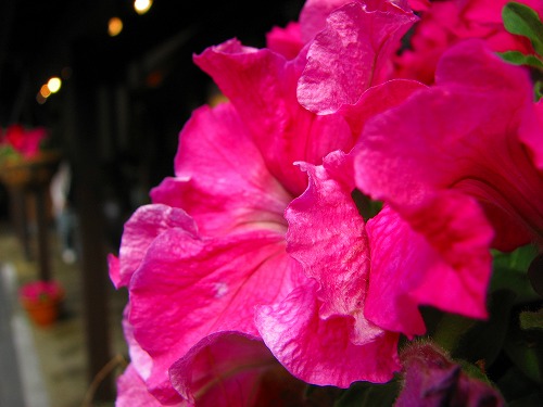 春の花11