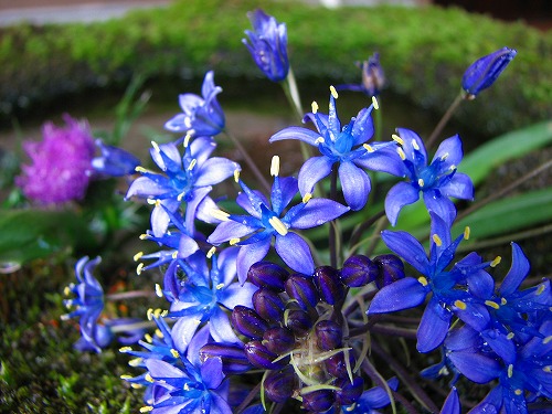 春の花12