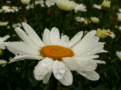 春の花7