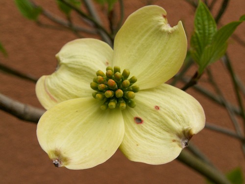 春の花9