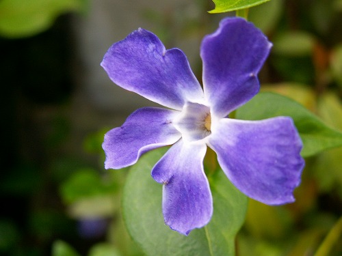 春の花1