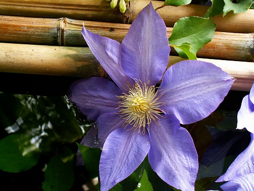 春の花10