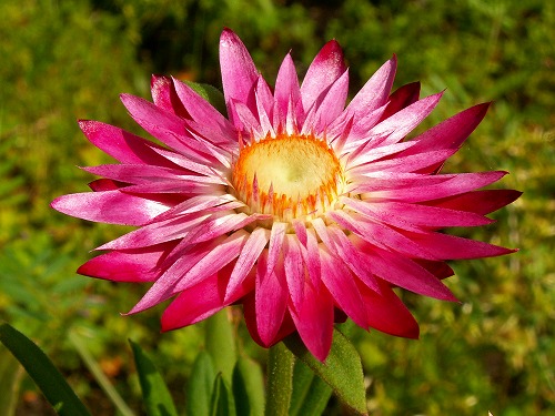 春の花14