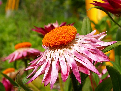 春の花15