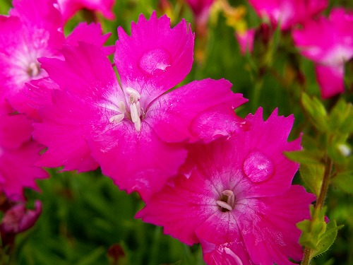 春の花16