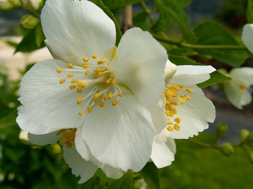 春の花4
