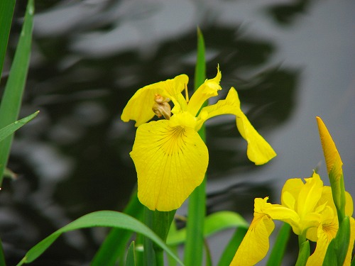 夏の花3