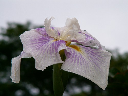 夏の花4