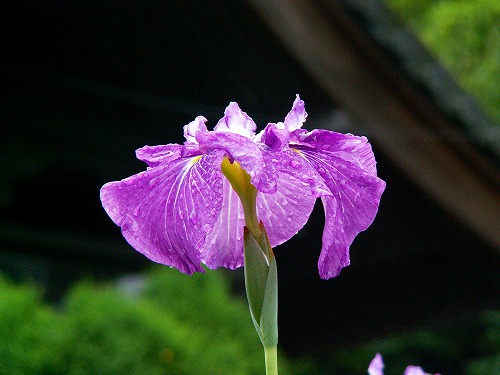 夏の花1