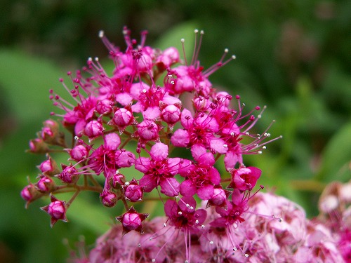 夏の花5