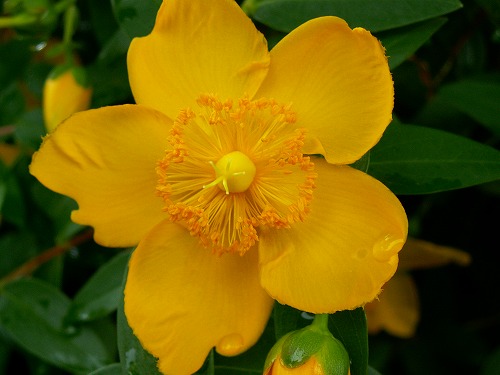 夏の花7