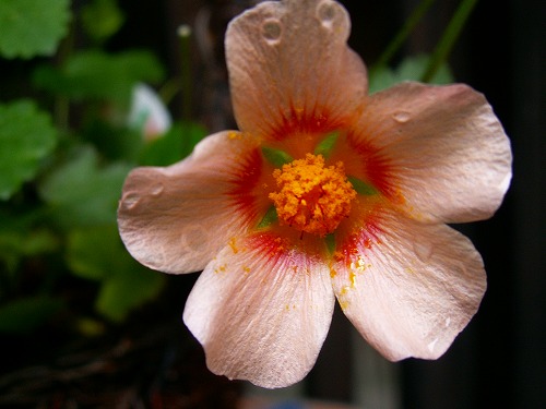夏の花10