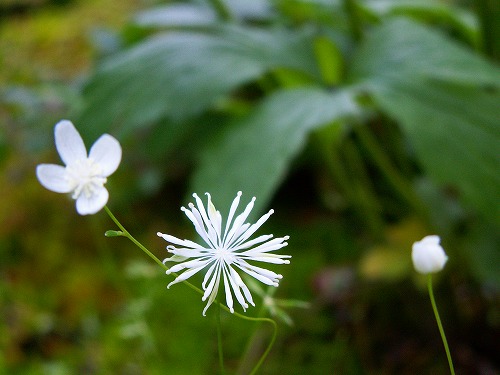 夏の花9