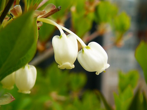 夏の花11