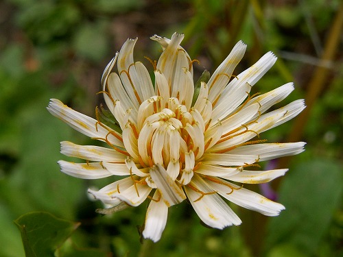 夏の花12