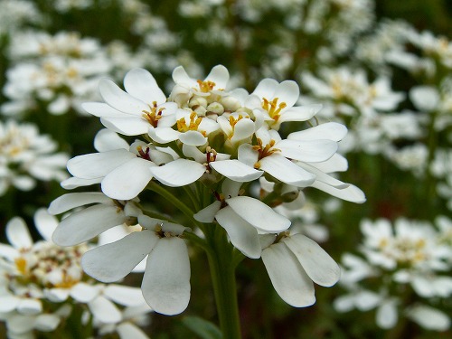 夏の花6