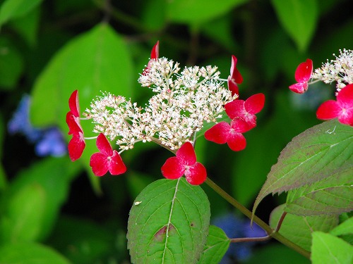 紫陽花7