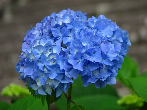 紫陽花4