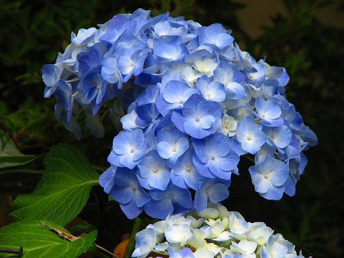 紫陽花6